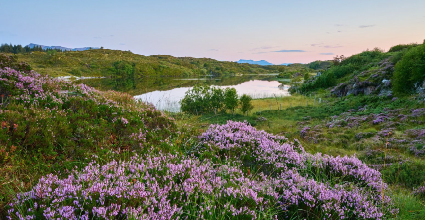 Lenkje til artikkel: Kommunedelplan for naturmangfald - Kunngjering av fastsett planprogram