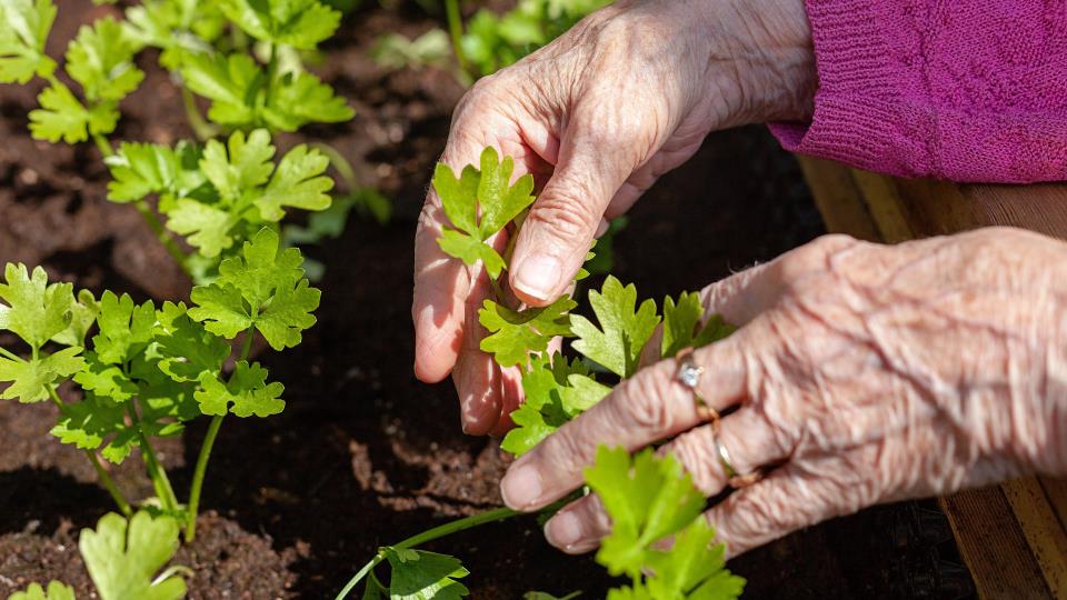 Lenkje til artikkel: Med støtte frå regjeringa frir vi til innovasjonsmiljø