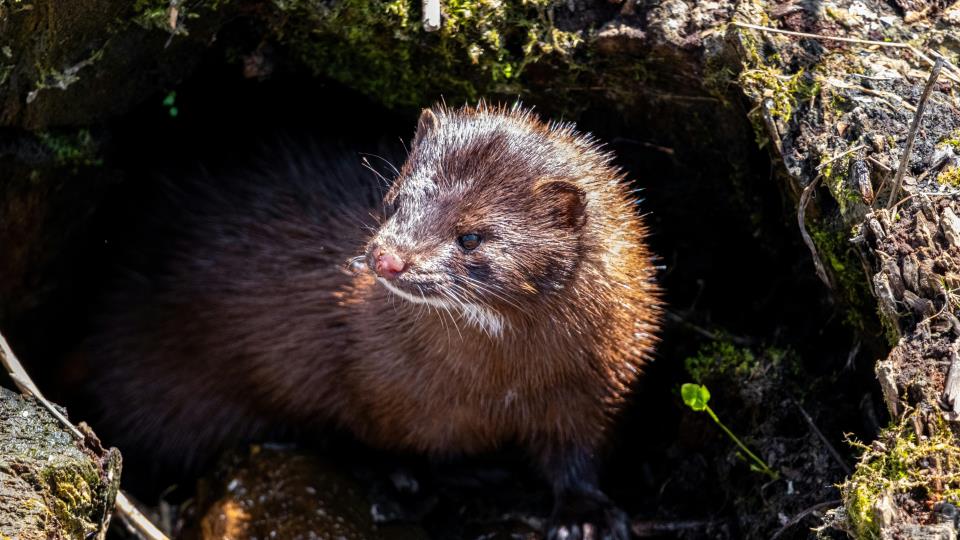 Lenkje til artikkel: Skotpremie ved jakt på mink