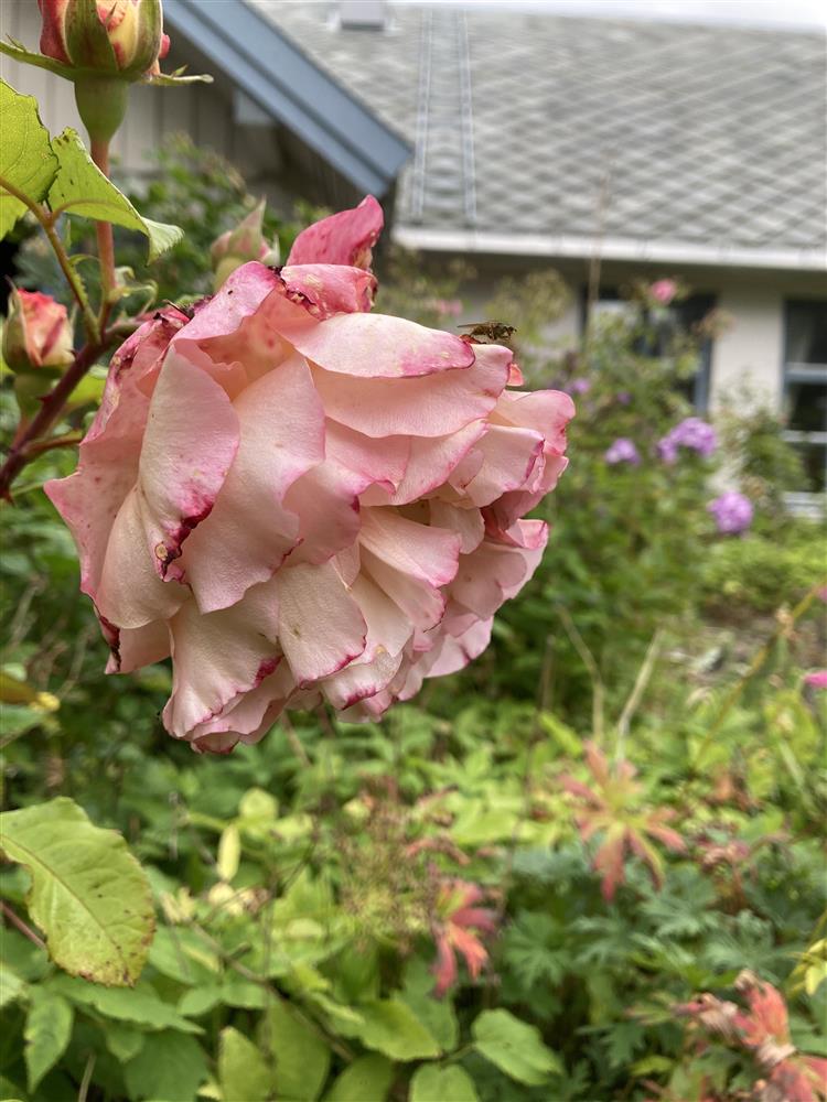 Blomsterprakten ved Bestestauå - Klikk for stort bilete